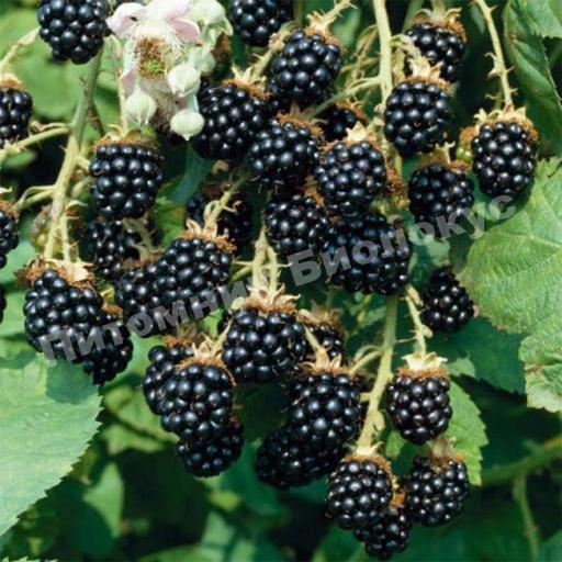 Ежевика Санберри