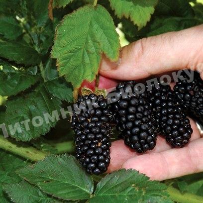 Ежевика Смутстем