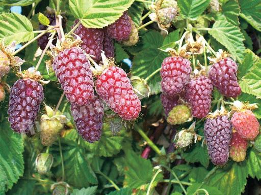 Ежевика Таммбел берри