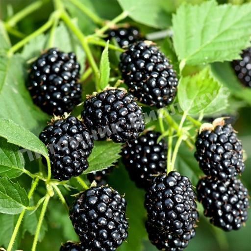 Ежевика Уэлсон Эрли