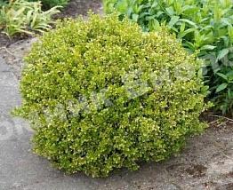 Самшит мелколистный Голден Триум