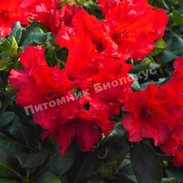 Рододендрон гибридный Баден Баден