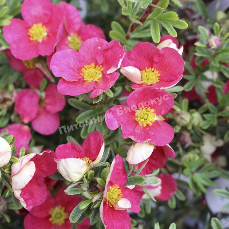 Лапчатка кустарниковая Беллисима