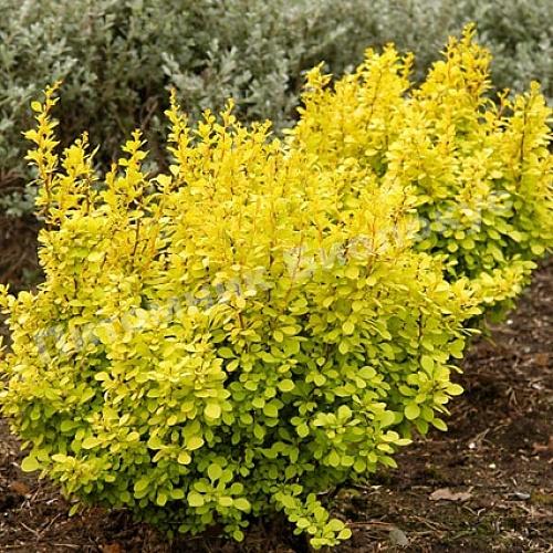 Барбарис тунберга Аурея