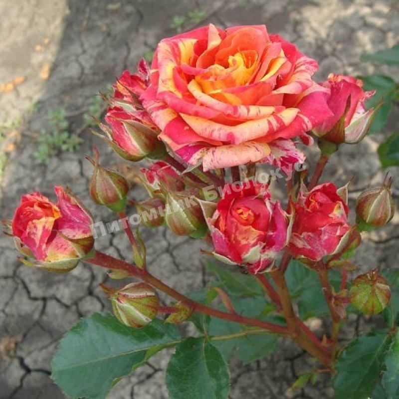 Роза бордюрная Файнер Флеш