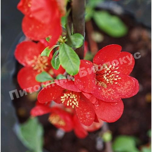 Айва Файр Дэнс