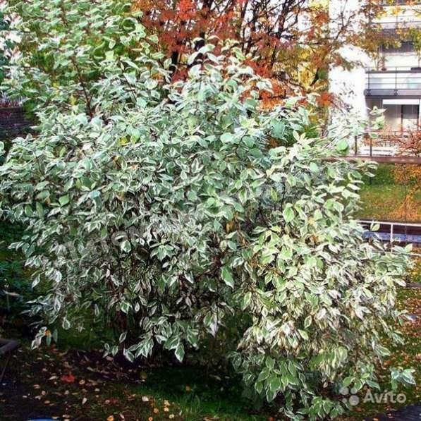 Дерен белый Сибирика