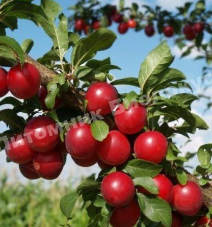 Алыча Карамельная