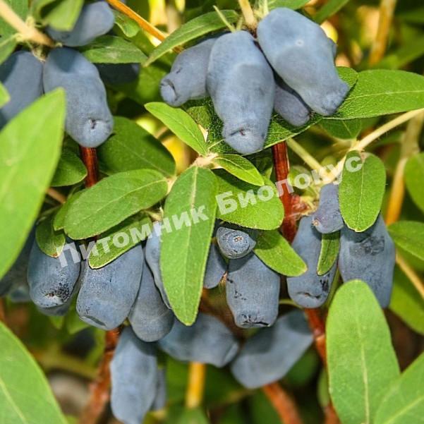 Жимолость Фиалка