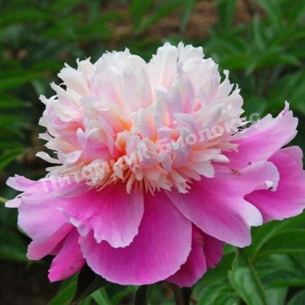 Пион травянистый Ивнинг Дрим