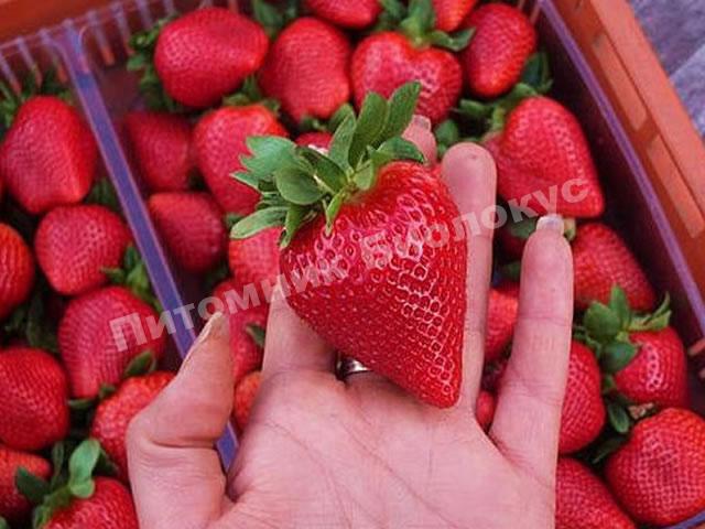 Клубника Флер