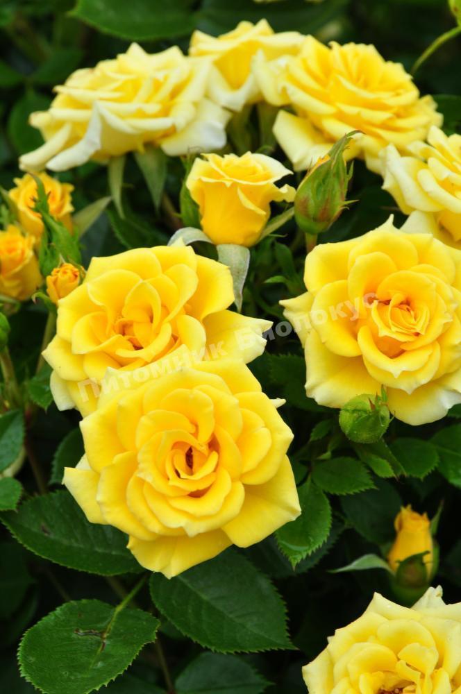 Роза бордюрная Фловер Повер Голд