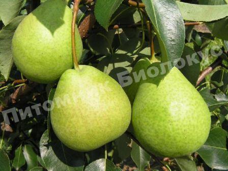 Груша Есенинская