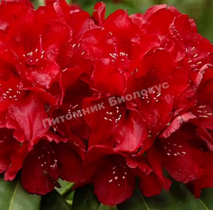 Рододендрон гибридный Ред Импульс