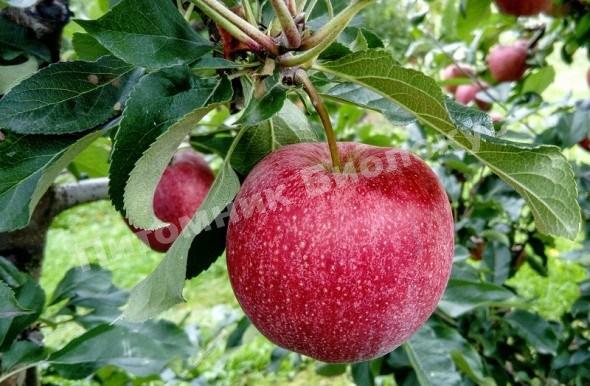 Яблоня Символ