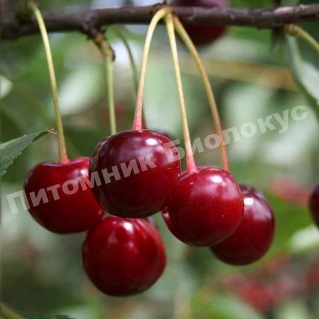 Вишня Морозовка