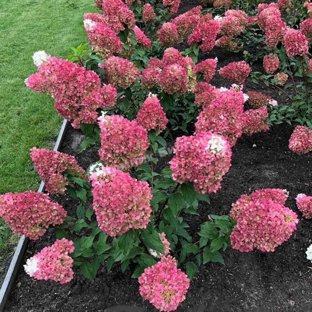 Гортензия метельчатая Мэджикал Везувио