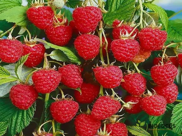 Малина Зюгана — фото сорта