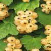 Смородина белая №92 — фото сорта