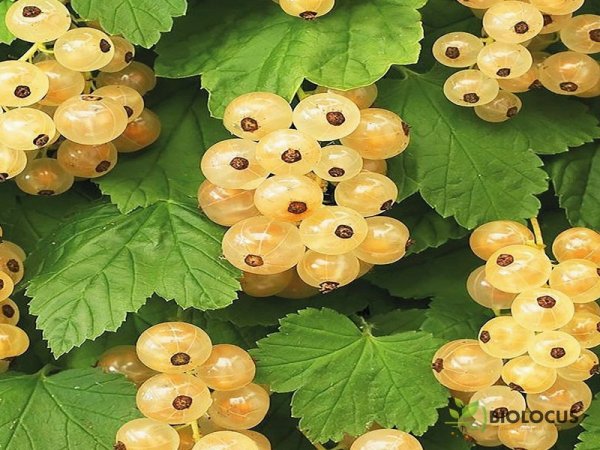 Смородина белая №92 — фото сорта