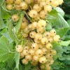 Смородина белая Баяна — фото сорта