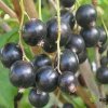 Смородина чёрная Пигмей — фото сорта