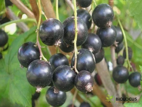 Смородина чёрная Пигмей — фото сорта