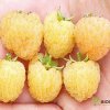 Малина Утренняя роса — фото сорта