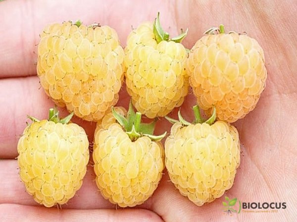 Малина Утренняя роса — фото сорта
