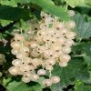 Смородина белая №92 — фото сорта