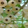 Смородина белая Баяна — фото сорта