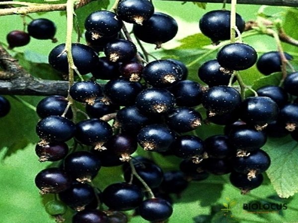 Смородина чёрная Тихоуп — фото сорта