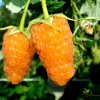 Малина Оранжевое чудо — фото сорта