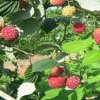 Малина Пингвин — фото сорта