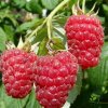 Малина Новость Кузьмина — фото сорта