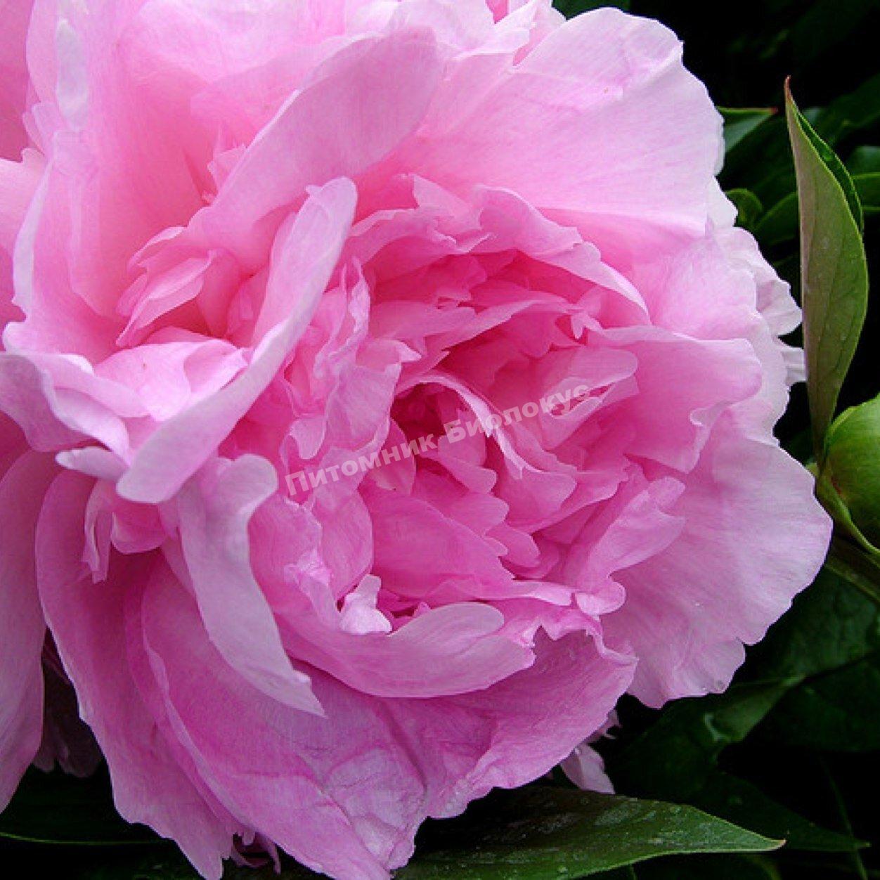 Пион травянистый Сьюзи Кью