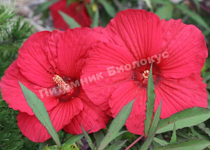 Гибискус Файерболл