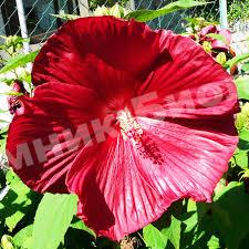 Гибискус Мускусный