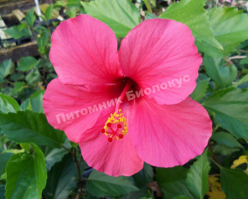 Гибискус Розовый