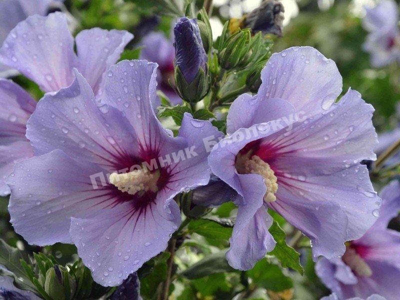 Гибискус Сиреневый