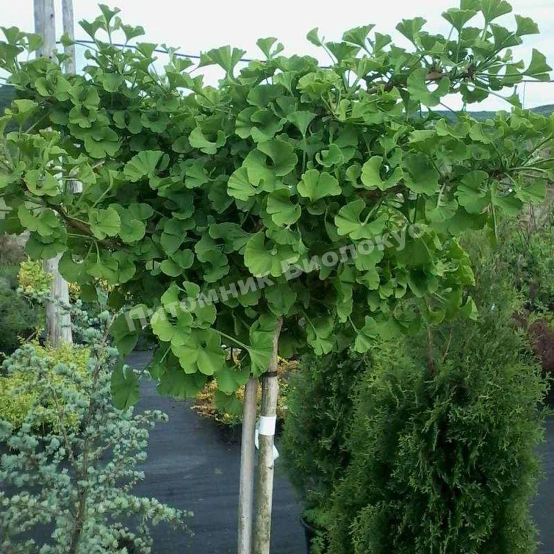 Гинкго билоба Мутант Випер