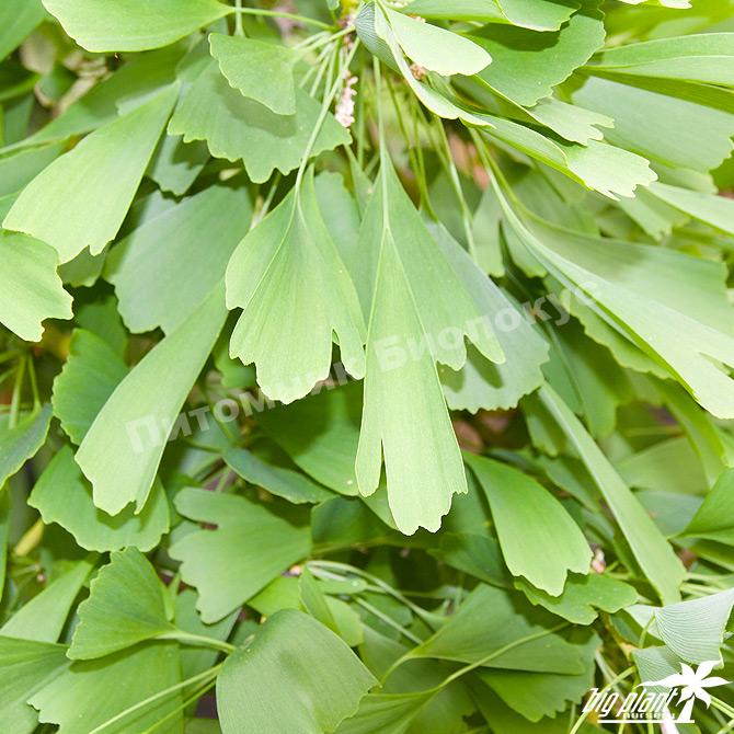 Гинкго Билоба Саратога