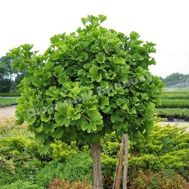 Гинкго Билоба Марикен