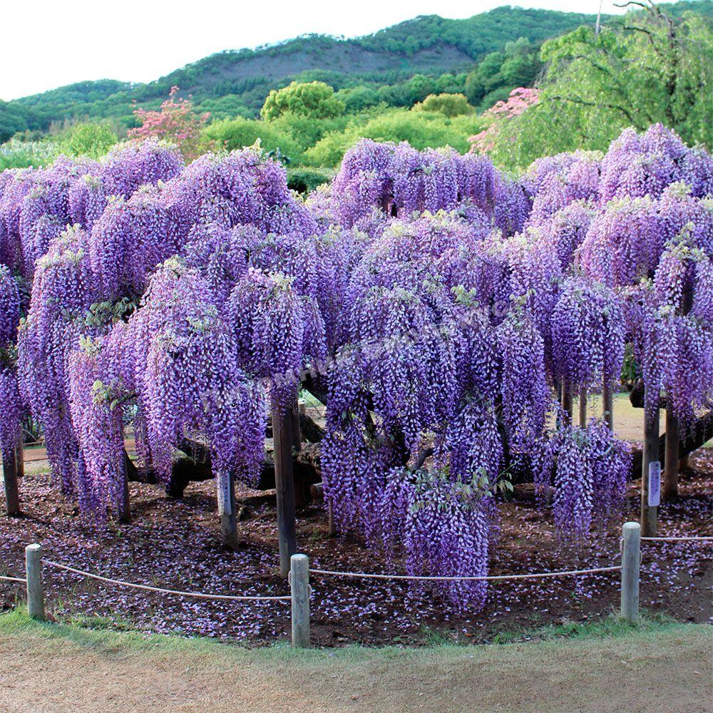 Глициния Блю Мун
