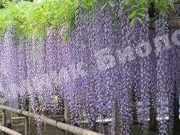 Глициния Блю Сапфир