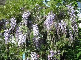 Глициния Летний Каскад