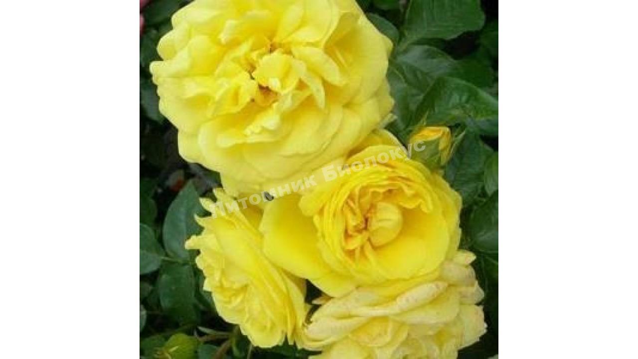 Роза бордюрная Голд Микадо