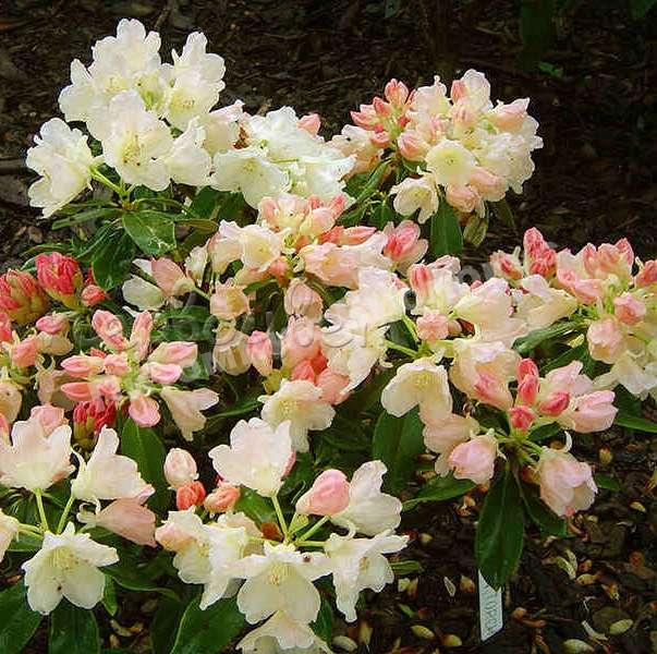 Рододендрон Голден Торч