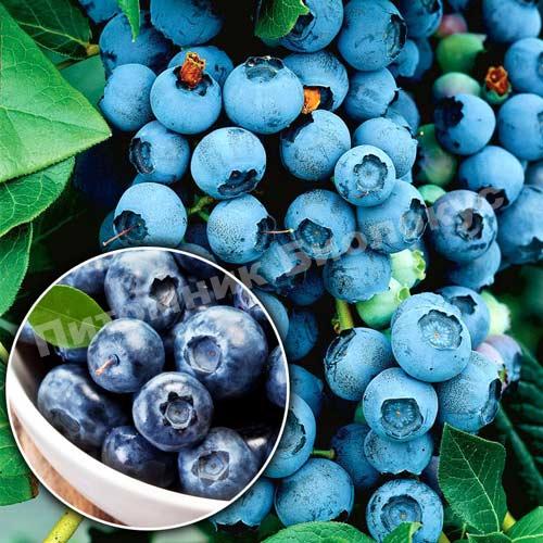 Голубика Блю Берри