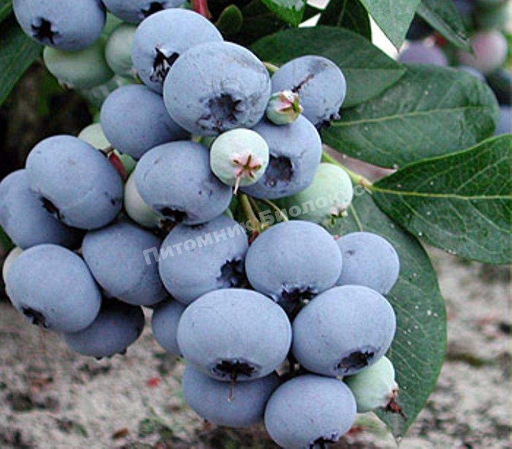 Черника Блю Голд